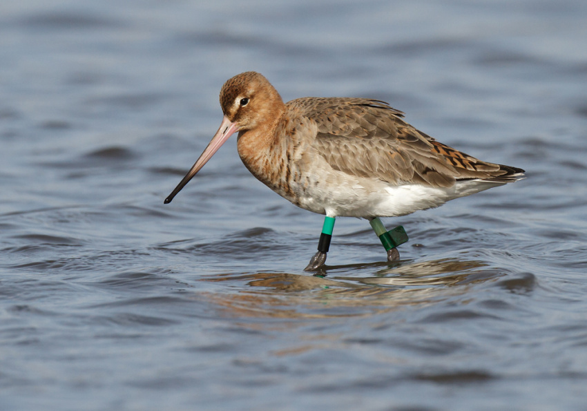Eco-Flyway – Seguimento de Aves Marcadas