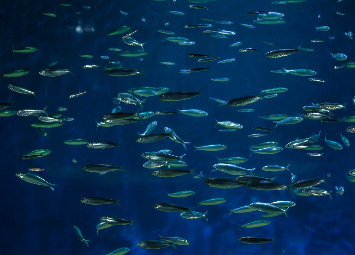 Sardinhas ibéricas possuem mecanismos de adaptação  às alterações climáticas