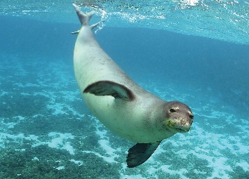 Focas-monge perdem diversidade genética