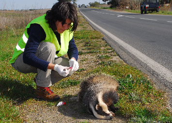 Estradas são ameaça à conservação de aves e mamíferos