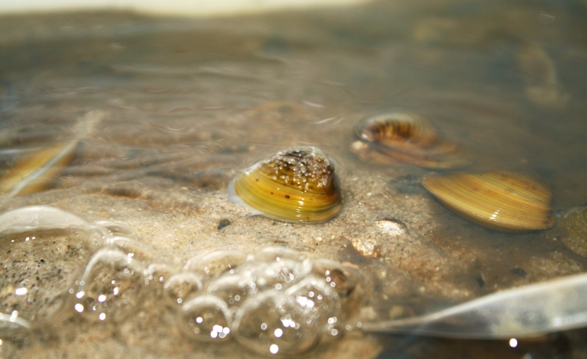 Amêijoas asiáticas combatem resíduos de azeite