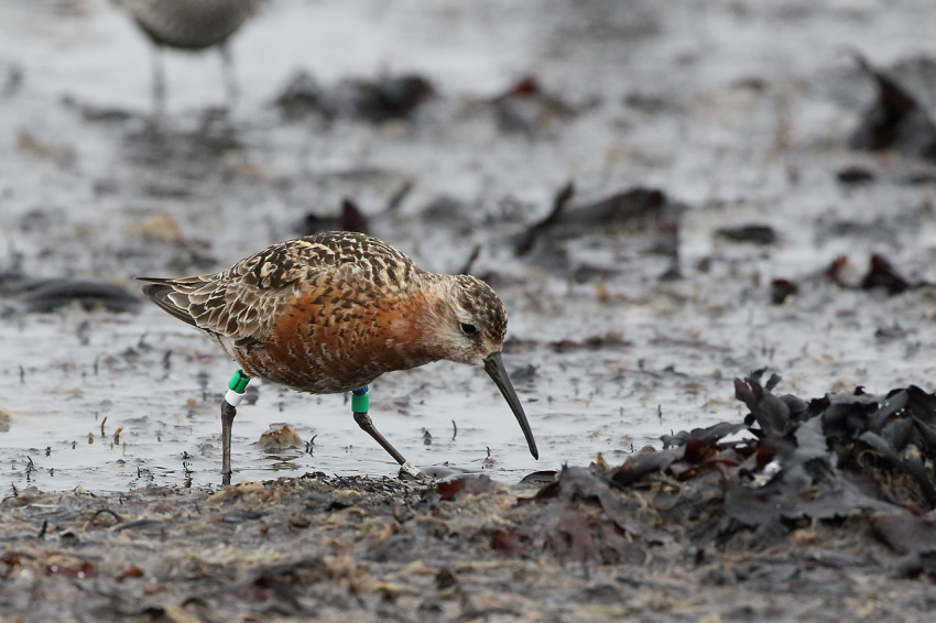 Aeroporto do Montijo colide com Pacto Ecológico Europeu