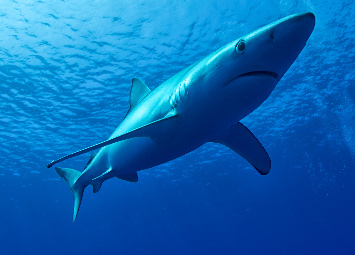 Falta de oxigénio empurra  tubarões para a superfície 