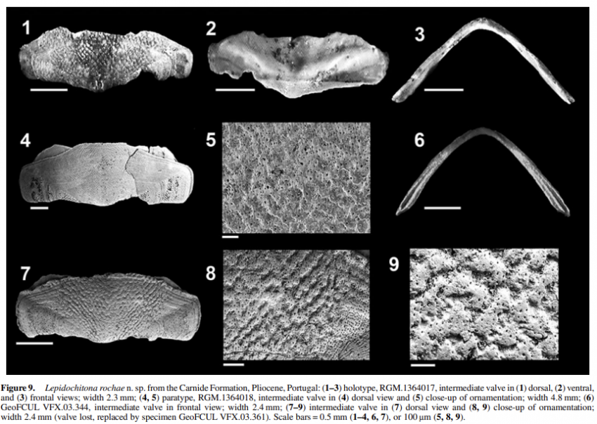 Investigador da FCT NOVA é homenageado em nova espécie de molusco fóssil 