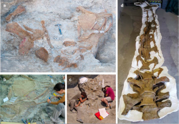 Investigador português contribui para descrição de um novo dinossauro dos Pirinéus