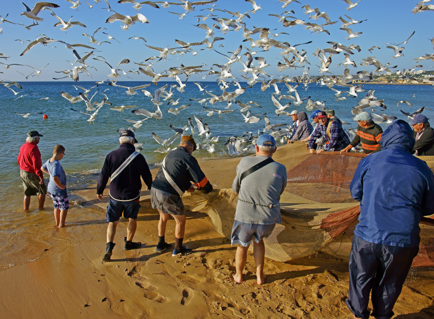 Sardinhas ibéricas possuem mecanismos de adaptação  às alterações climáticas