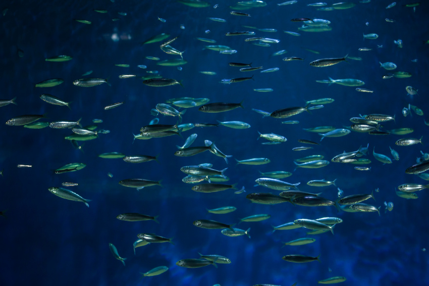 Sardinhas ibéricas possuem mecanismos de adaptação  às alterações climáticas