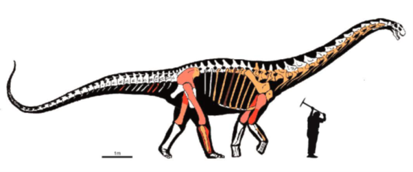 Investigador português contribui para descrição de um novo dinossauro dos Pirinéus