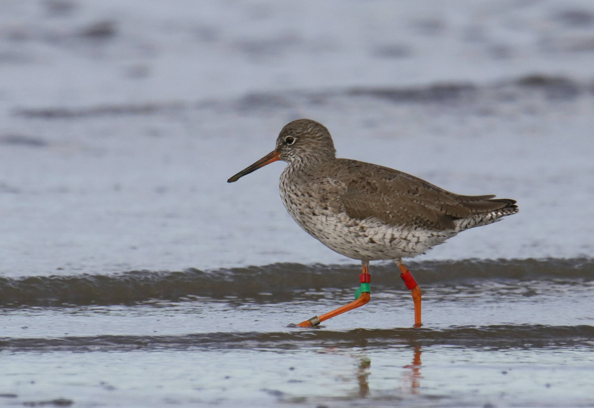 Aeroporto do Montijo colide com Pacto Ecológico Europeu