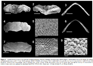 Investigador da FCT NOVA é homenageado em nova espécie de molusco fóssil 