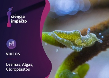 Lesmas do Mar que roubam Cloroplastos a Algas