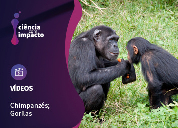 Uma Portuguesa entre Gorilas e Chimpanzés